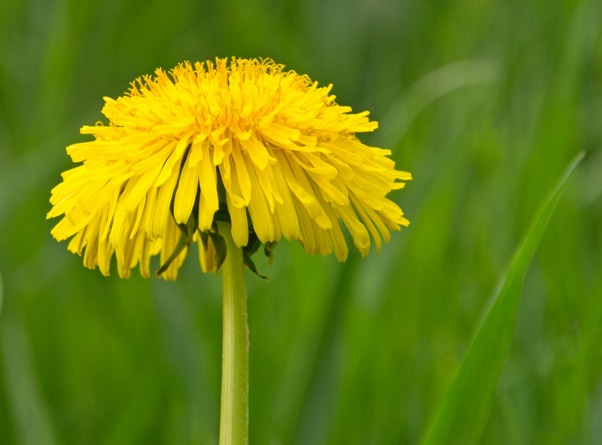 Dandelion Flower