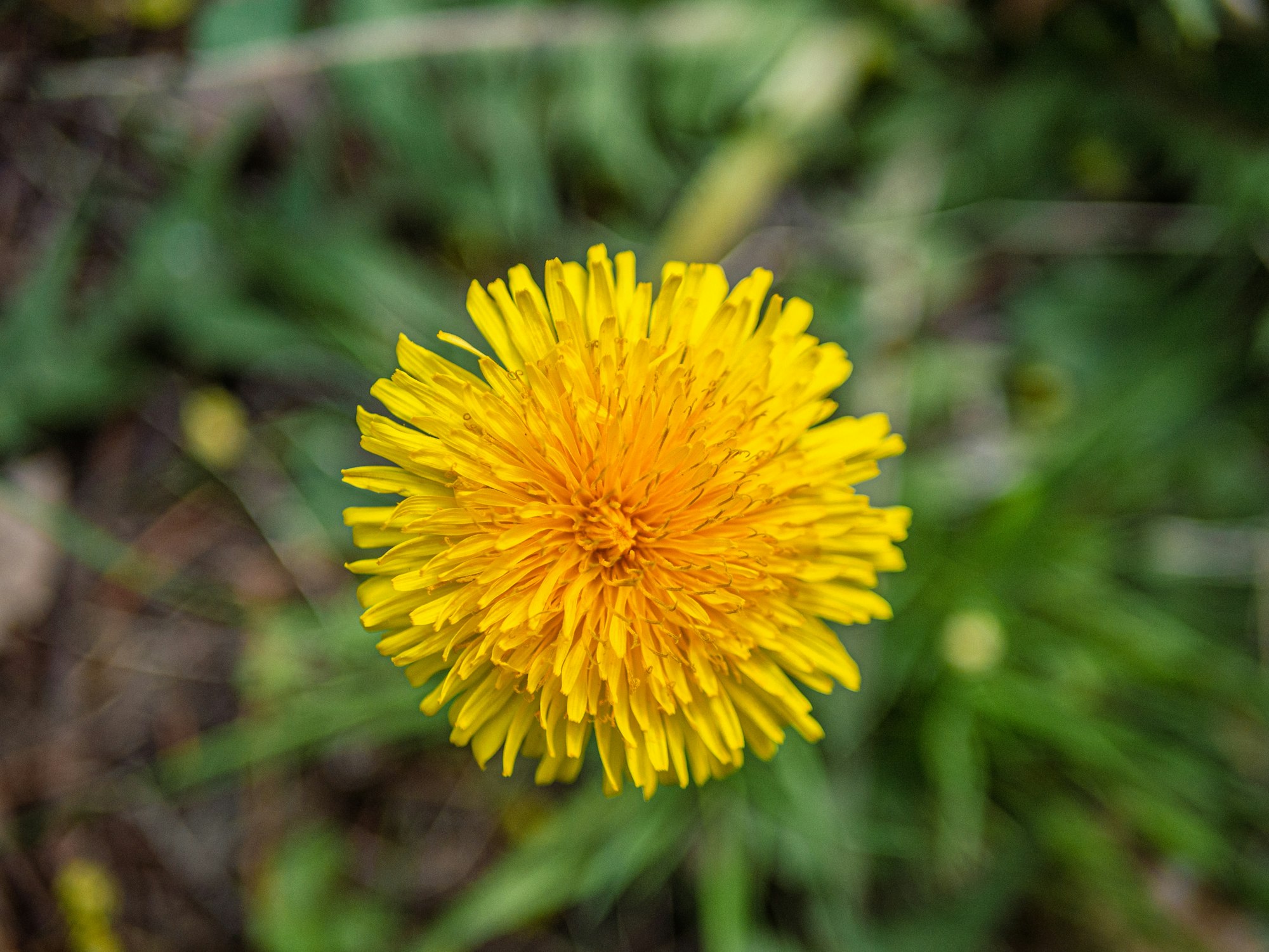 Yellow dandelion