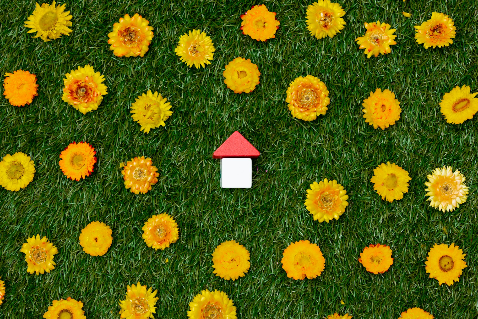 Yellow dandelions and little house on green grass.